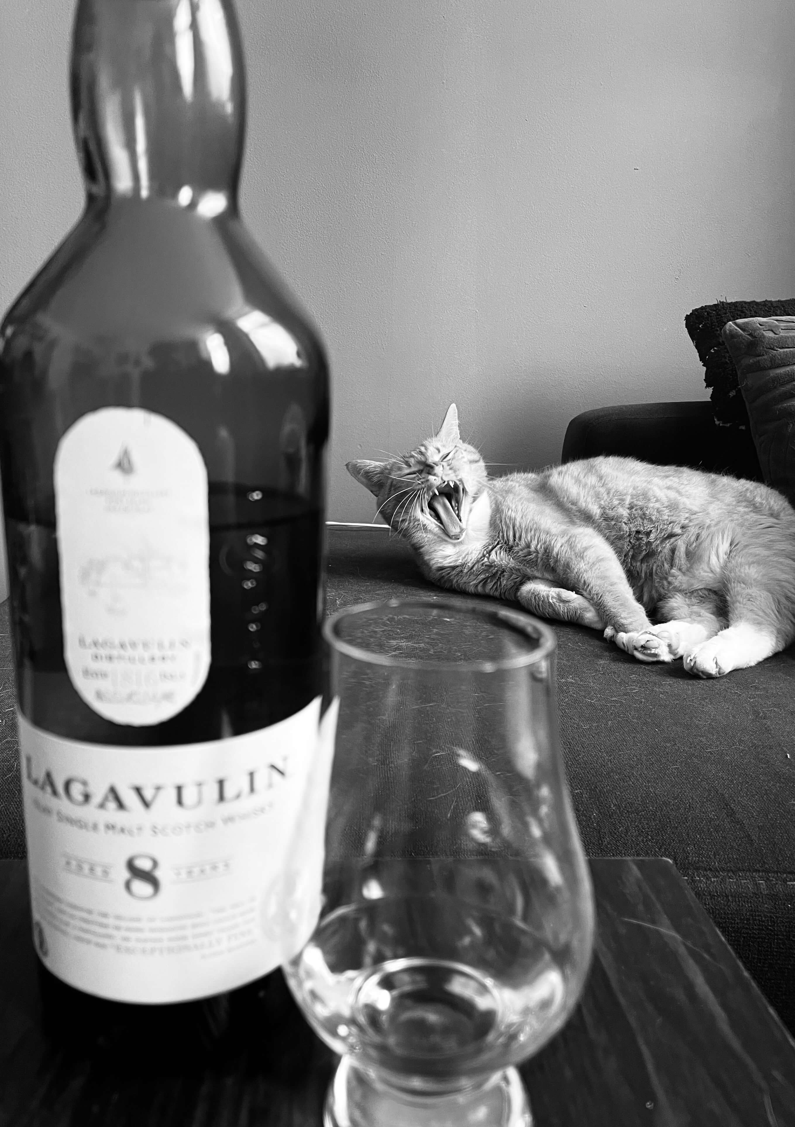 Poes (my cat) and a bottle of Lagavulin 8 (whiskey) with a noire effect